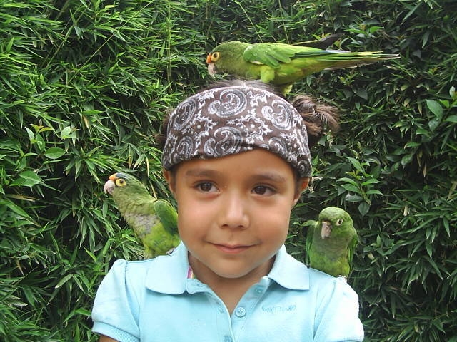 Jugando con los periquitos